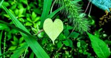 Heart among weeds - Sarah Elizabeth Photography